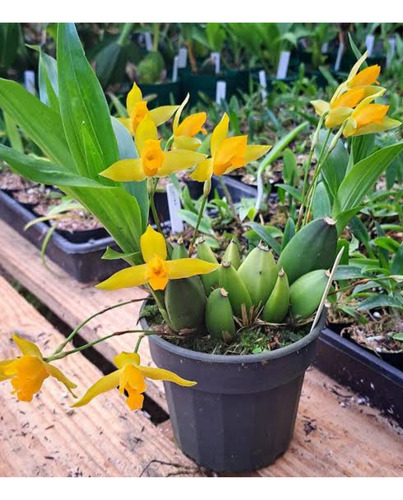 Paquete De 4 Orquideas A Elegir !!! Diferentes Especies:)