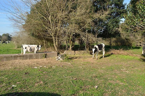 Imagen 11 de 17 de Terreno Para Empredimiento Manzanares 15 Hectareas