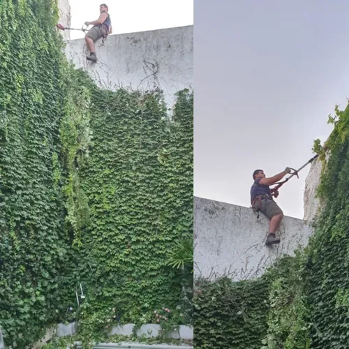 Poda De Arboles