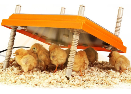 Heater Brooder, Caja Calentadora Para Pollos Y Patitos Eclos