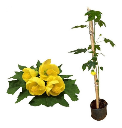 Excelente Muda De Abutilon Amarelo - Lanterna Chinesa