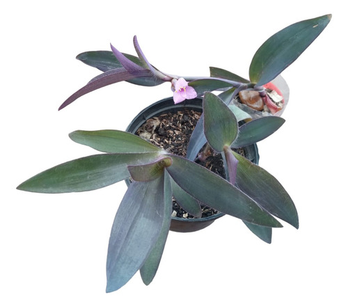 Planta Amor De Hombre - Purpurina -tradescantia(solo Bogota)