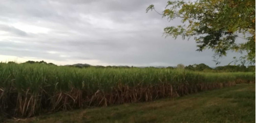 Finca De Caña De Azúcar En El Seibo