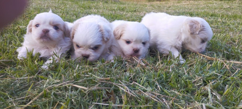 Hermosos Shih Tzu Mini