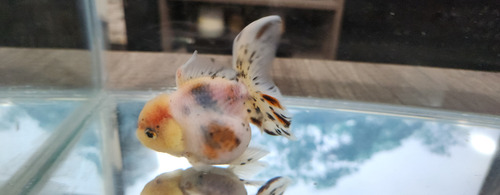 Pez Oranda Cabeza De Leon .5 Calico 2 Gris