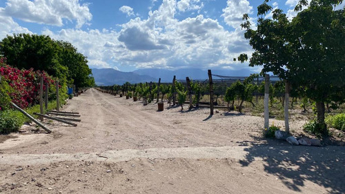 Viñedo | 8 Has Malbec | El Cepillo, San Carlos | Mendoza
