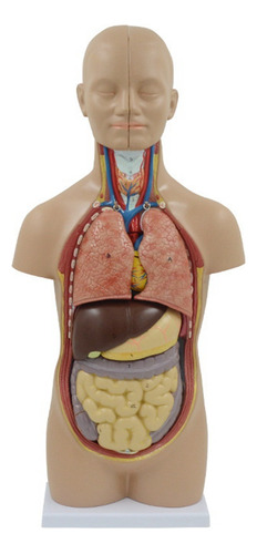 Modelo De Cuerpo Humano: Mod De Anatomía De Órganos Internos