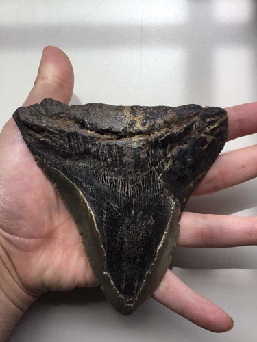 Enorme Diente De Megalodón (tiburón Pregistórico) Item2 Real (Usado)
