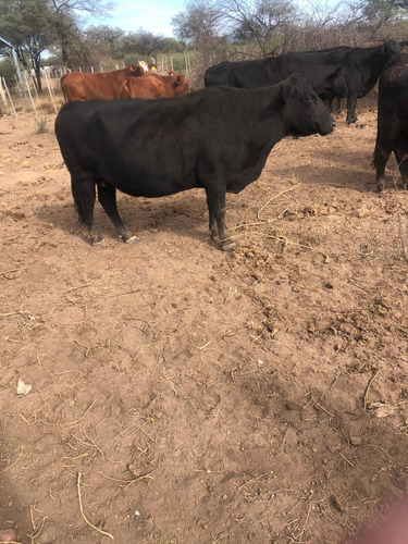 Se Vende Campo En Santa Ana Cordoba