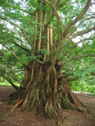 comprar Semillas De Arboles De Plantas Raras 30 Semillas De Secuoya