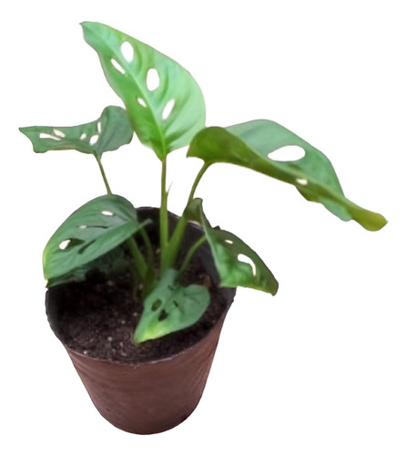 Planta Philodendron Peruviano Monstera Potus Deco Interior