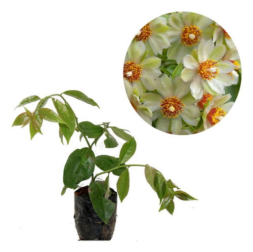 Kit Com Duas Mudas De Ora-pró-nobis Flor Branca