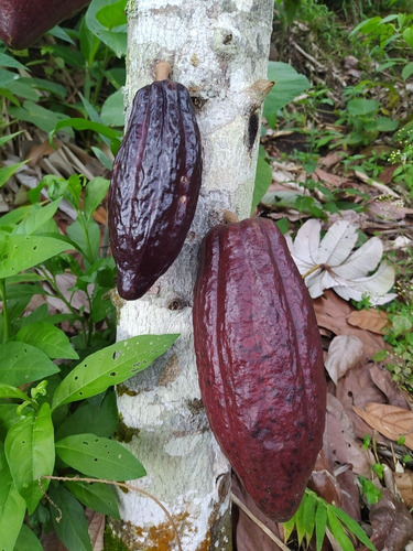 Chocolate Orgánico. X Libra. - Kg A - kg a $17000