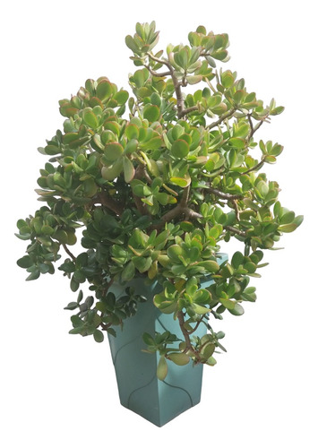 Planta O Árbol De Jade 