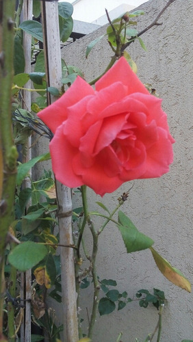 Rosal Polyantha (floribunda) Amarillo (mac. 4 Lts) -