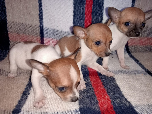 Hermosos Cachorros Chihuahua Cabeza De Venado 