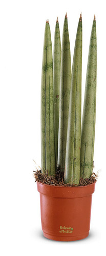 Planta Lança De São Jorge Com Vasinho, Feng Shui