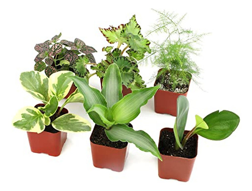Plantas De Interior Vivo (paquete De 6), Plantas Entr