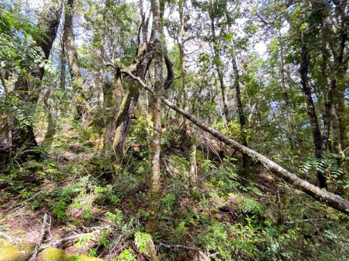 Parcela En Bosque Pucon