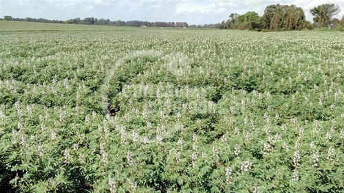 Agrícola En Venta En Victoria