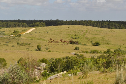 Imagen 13 de 30 de Venta Chacra 5 Has Ubicada En Jose Ignacio Proximo A Garzon