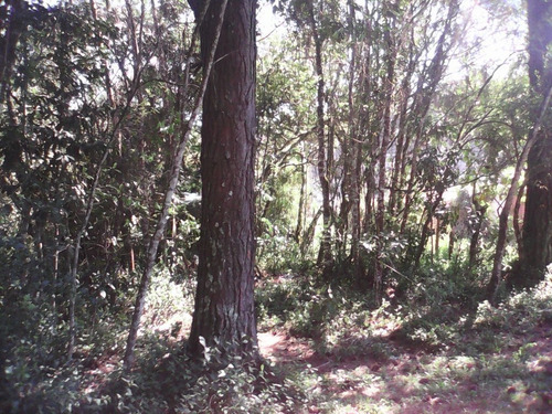 Imagem 6 de 24 de 6alqueres-jaceguava-ref 1929