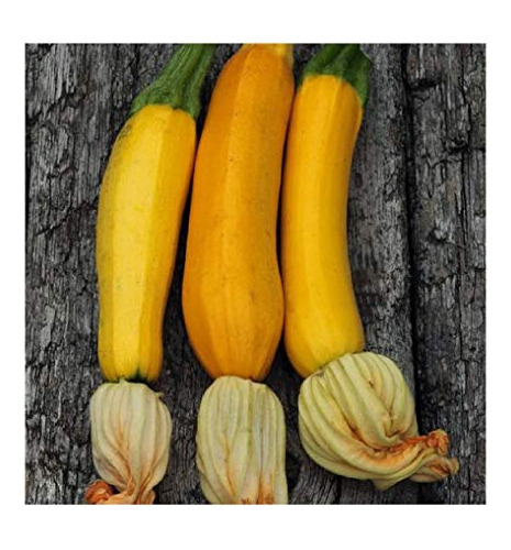 Semillas Zucchini Amarillo 25 Unidades