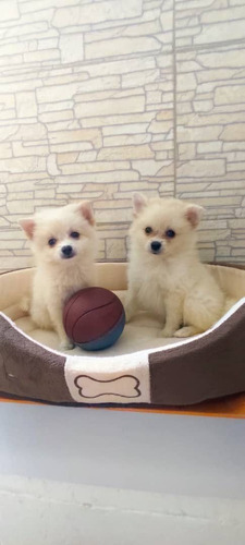 Imagen 1 de 3 de Cachorros Pomeriana Hembra Y Macho