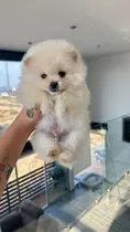 Comprar Pomerania Hembra Black And Tan Vip Garantizados Y Más Pome Macho Blanco\u002Fhueso Mini