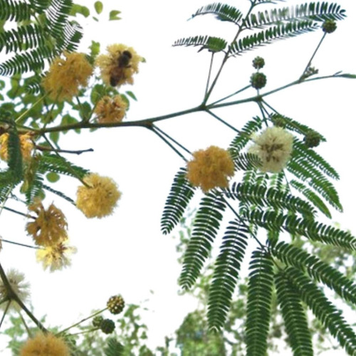 Acacia Visco Viscote Arbol Nativo