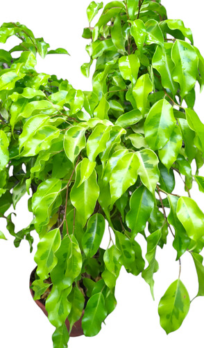 Imperdible Ficus Benjamina + Obsequio Humus Liquido Abono /