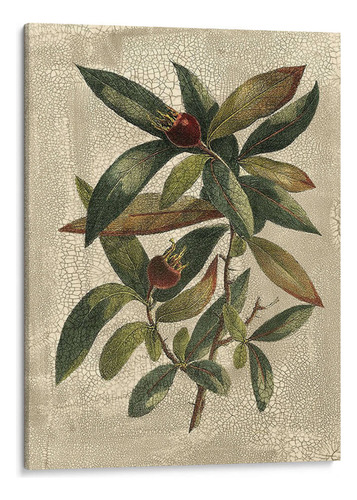 Canvas Lab Cuadro Deshayes Tree Iii 60x80