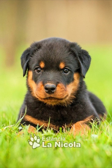 Cachorros Rottweiler Cachorros Rottweiler