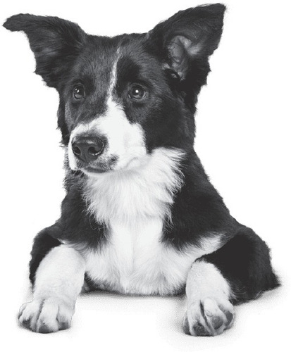 Alimento Nupec Nutrición Científica para perro cachorro de raza mediana y grande sabor mix en bolsa de 8kg