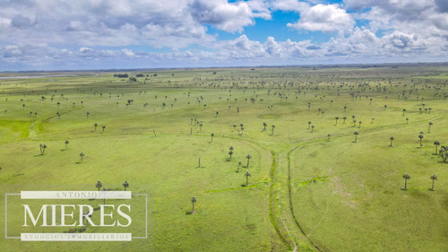Campo En Rocha Ganadero Agrícola 125ha (ref: Atm-7988)