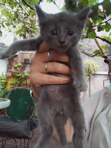 Gatitos Azul Ruso Machito+ Kit Sanitario De Regalo.