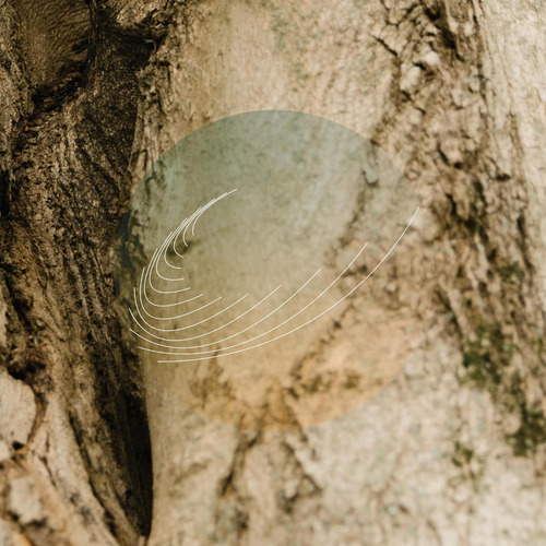 Cd: Maples, Ash Y Oaks: Cedars Instrumentals