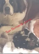 Comprar Cachorros San Bernardo 