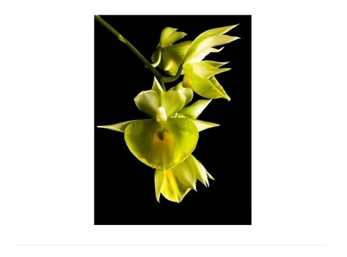 Orquídea Catasetum Pileatum Oro Verde | Parcelamento sem juros