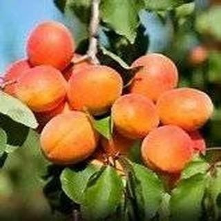 Prunus Armeniaca Mandshurica De 10 Semillas Dwartf