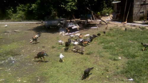 Imagem 9 de 14 de Chácara Ótima Para Pescar No Gaivota Em Itanhaém - 6128 |npc