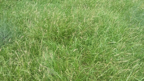Imagen 17 de 30 de Se Vende Campo En Cordoba Listo Para Trabajarlo
