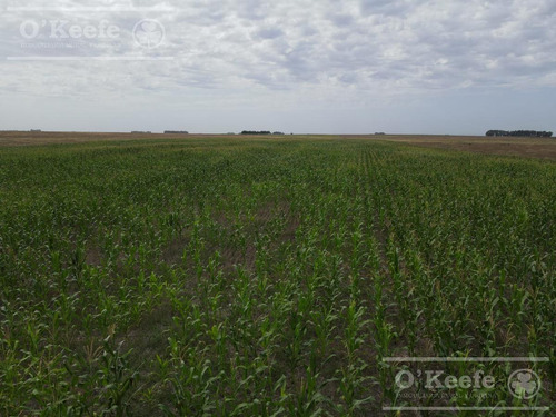 Imagen 6 de 20 de Campo De 155 Has En Venta En Benito Juarez - 100 % Agrícola
