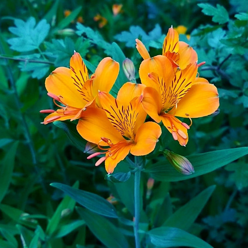 Semillas Amancay (alstroemeria Aurea) -nativa Patagonia-