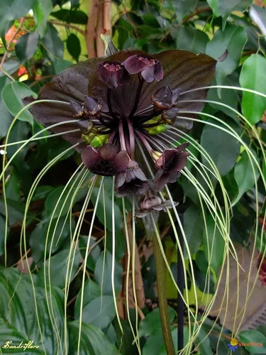 Sementes Orquidea Negra Tacca Chantrieri Flor Morcego Mudas