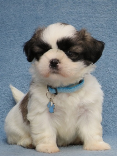 Shitzu Filhote Macho Pequeno Muito Lindo Excelente Shihtzu