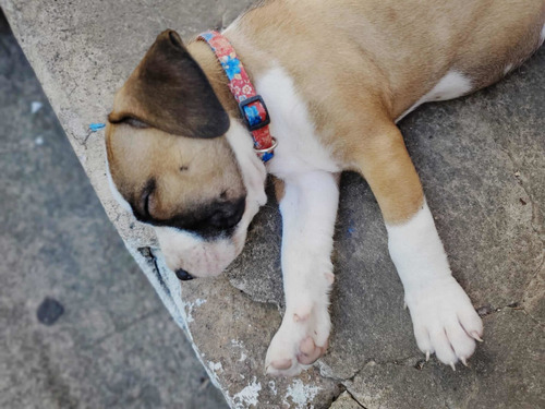 Imagen 5 de 5 de Perrita Pitbull Stanford Americano