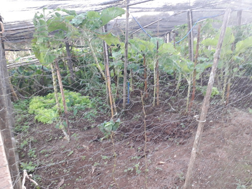 Venda Sítio - Pocinhos Do Rio Verde 72.000m2 (aceita Troca) Com Mina