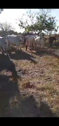 Imagem 3 de 5 de Vendo Vacas Nelore ,(aceito Trocas ) Caminhonete Ou Algo Do