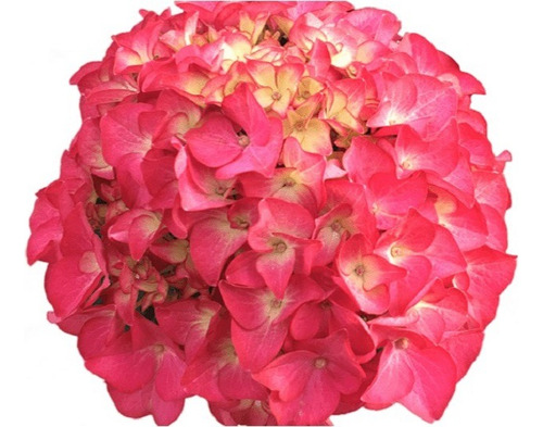 Hortensia Azul+hortensia Roja Decojardin Vivero A Tu Medi